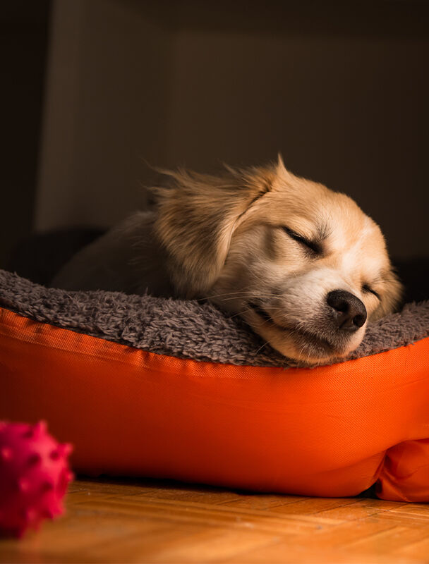 dog sleeping on bed dog sleeping on bed